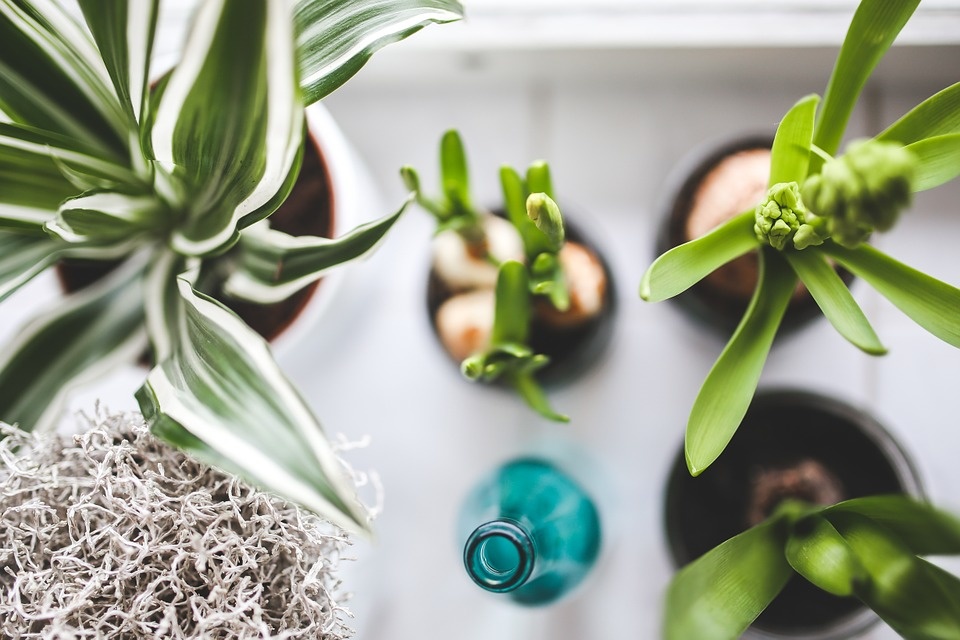 best plants for office feng shui